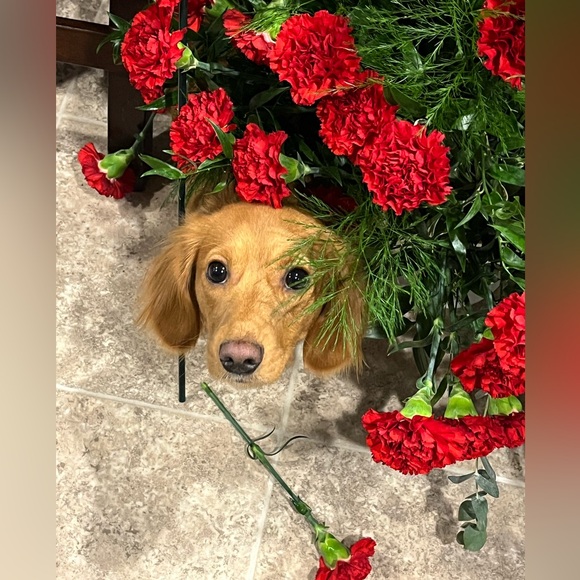 LIVE Show Listing~ Like this flyer to be notified when I go live - Picture 11 of 13